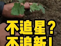 Télécharger la video: 做农业的朋友们你们是不是很喜欢“追新”？#分享农业技术#阳光玫瑰葡萄#葡萄种植技术#妮娜皇后#浪漫红颜#绍星九号葡萄