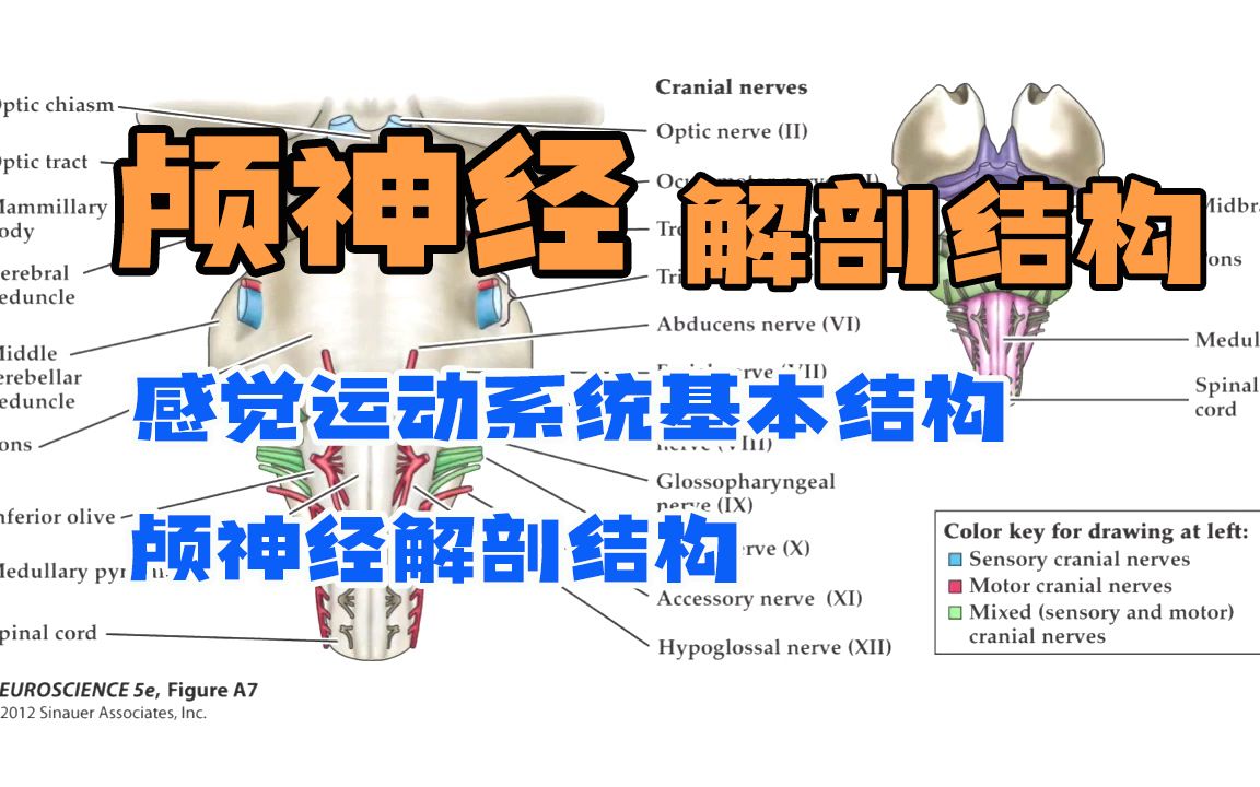 【中英】12、颅神经解剖结构  神经科学  杜克大学哔哩哔哩bilibili