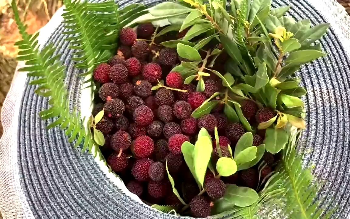 到吃杨梅季节,到大山里采摘野生小杨梅,用农村特色吃法就是美味