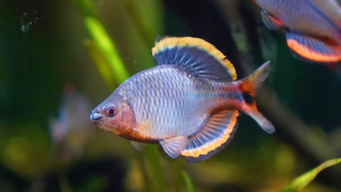 养鱼日记:漳州齐氏鱊