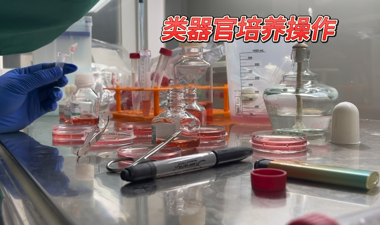 Organoid Culture Basic Operations