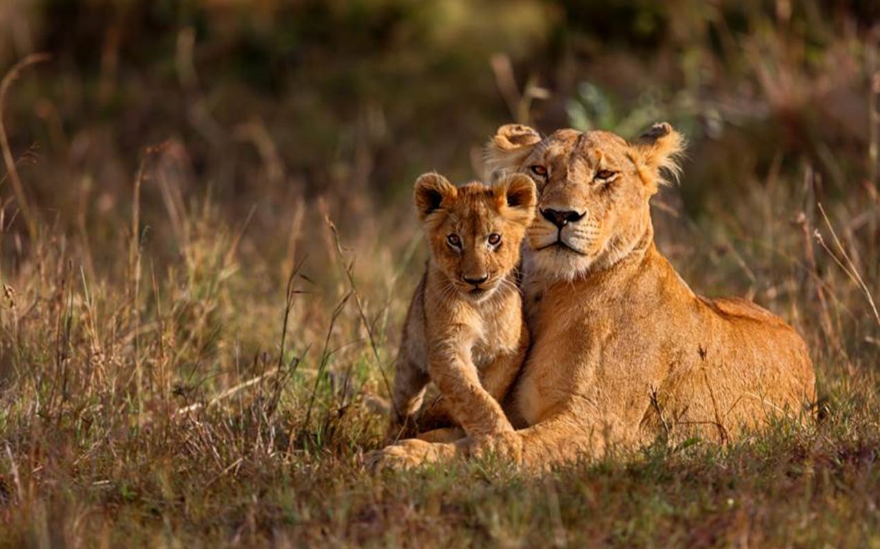 母狮带着孩子遇野犬群攻 勇敢激战超惊险