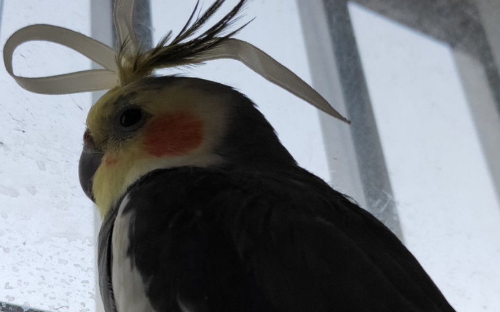 自养了玄凤鹦鹉我就一直想怎么干一次.