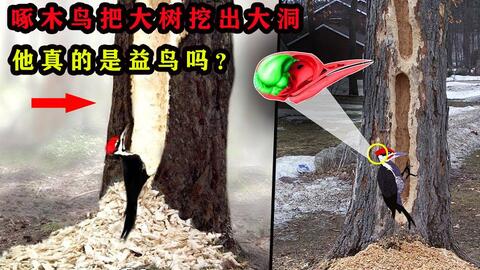 看到把大树啄出大洞 吸食鸟骨髓的啄木鸟 你还觉得它是益鸟 哔哩哔哩