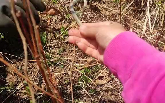 [图]东北山沟大耳毛都吃够了！终于出猴腿儿了，炒吃这小味老鲜亮了！