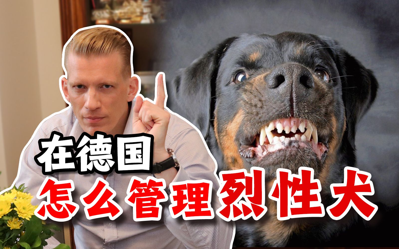 在德国怎么管理烈性犬,哪种狗都可以养吗?哔哩哔哩bilibili