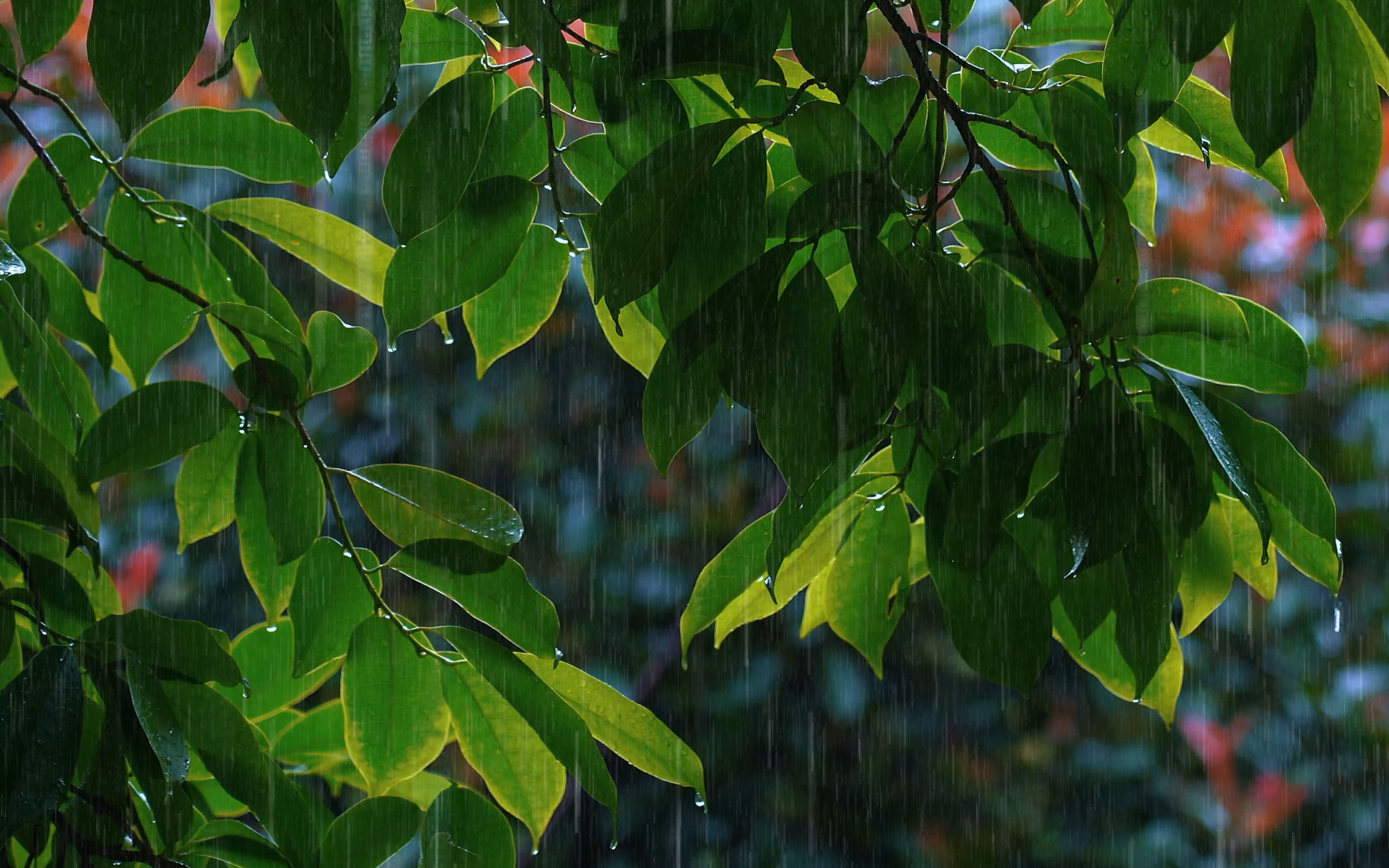 [图]【白噪音】在桂花树下聆听舒缓的雨声，10小时无广告版深层睡眠【Rainstorm Audio for Sleeping】 打雷下雨的有助睡眠与疗愈舒压，消除疲劳