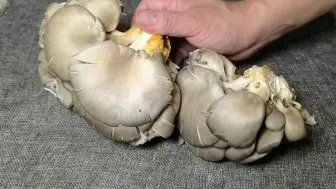 Descargar video: 炒平菇不要直接下锅，多加2步，平菇鲜香入味，营养不流失，真香