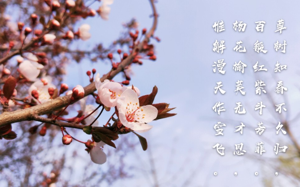 春暖花开草树知春不久归百般红紫斗芳菲