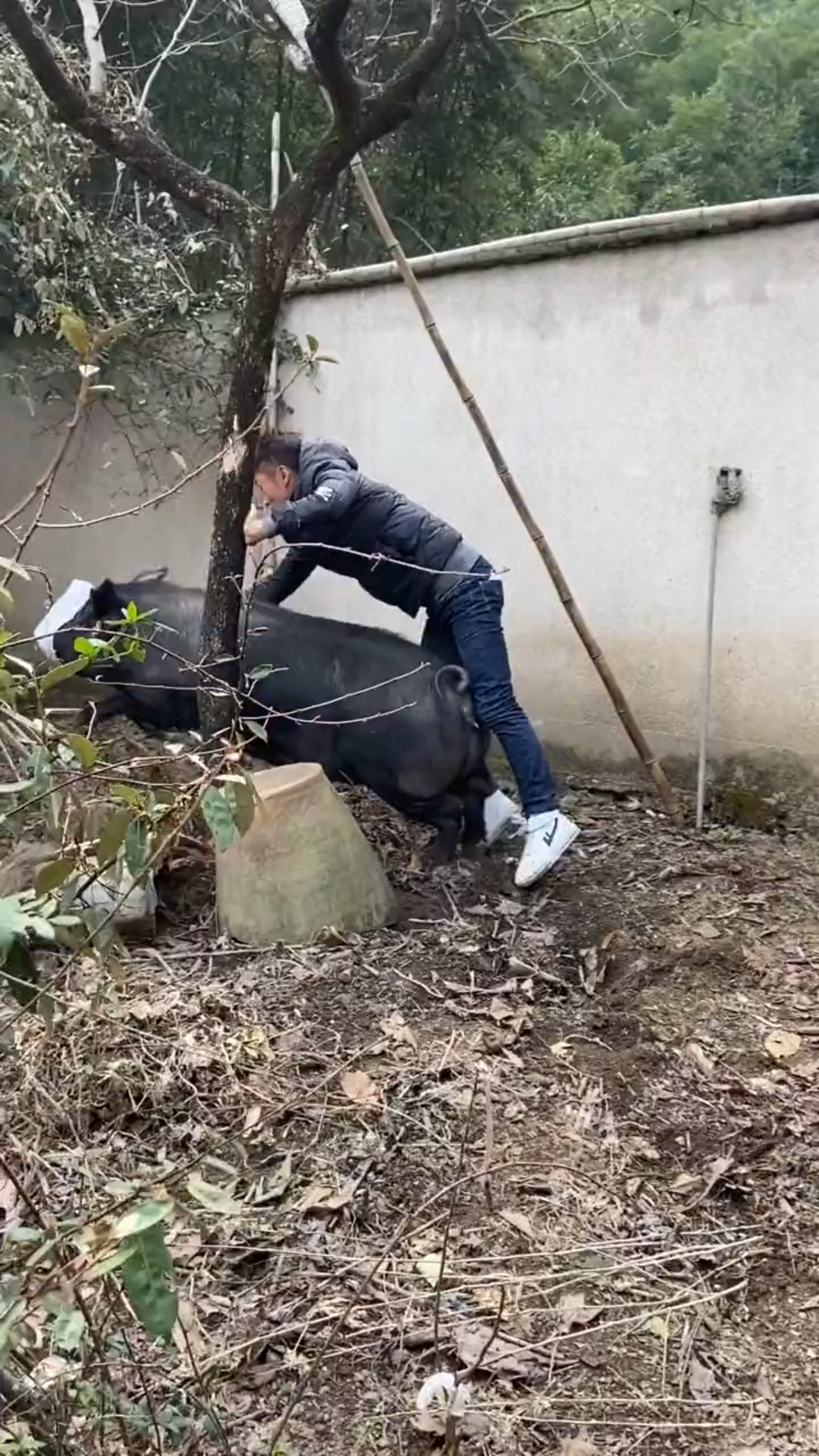 大哥去乡下收猪,他说他一个人能搞定.来吧展示.