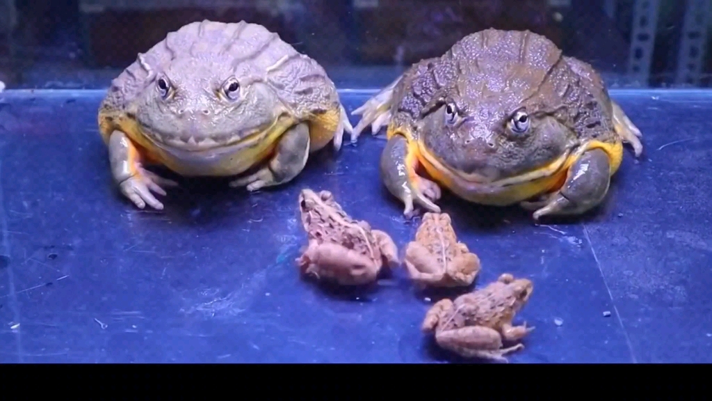 大牛蛙狂吃小青蛙,这也太凶残了吧!