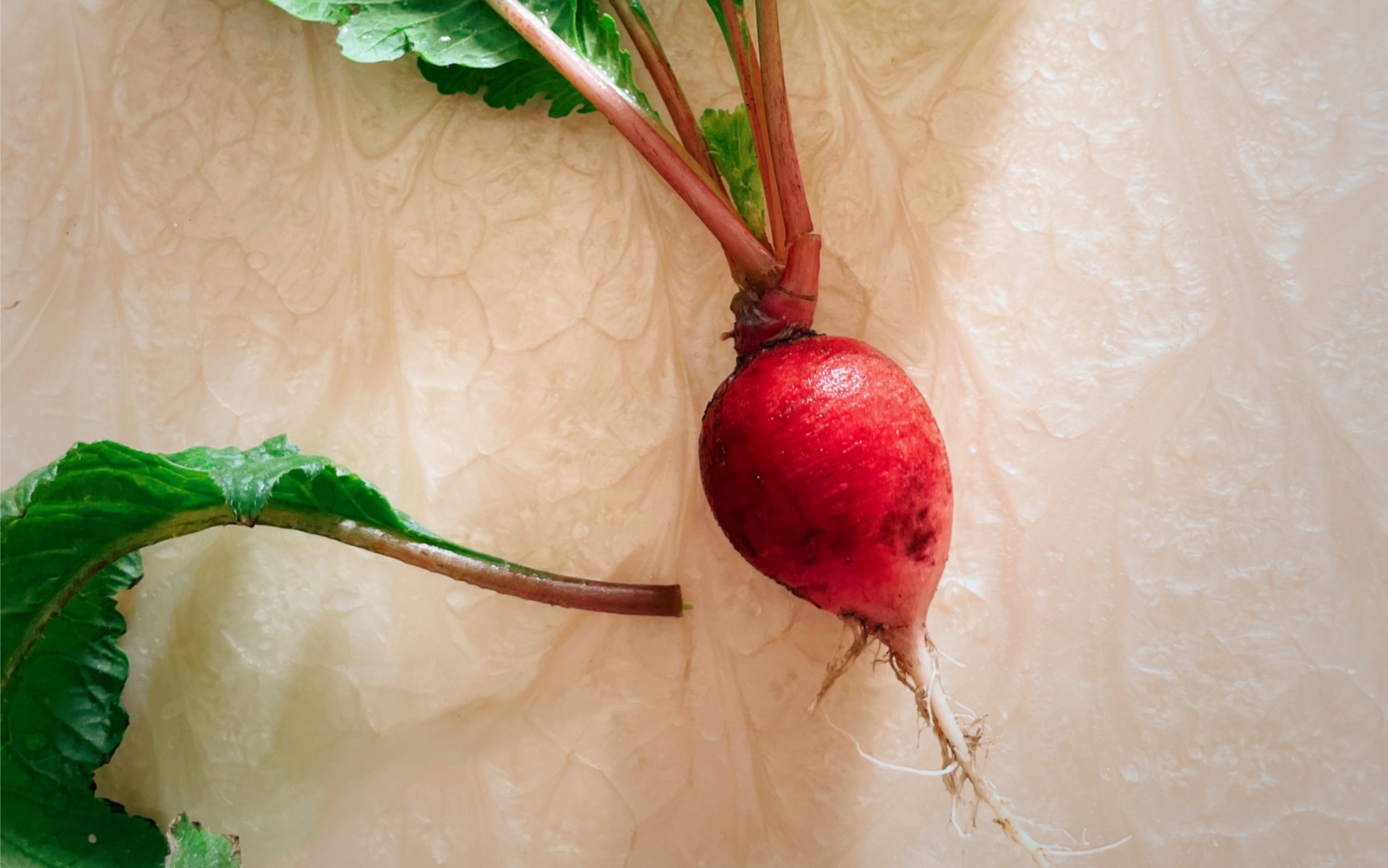 阳台种植樱桃萝卜经验分享_哔哩哔哩_bilibili