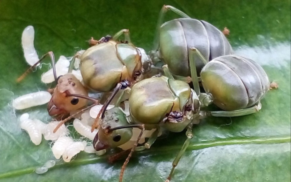 黄猄蚁新后开箱_哔哩哔哩_bilibili