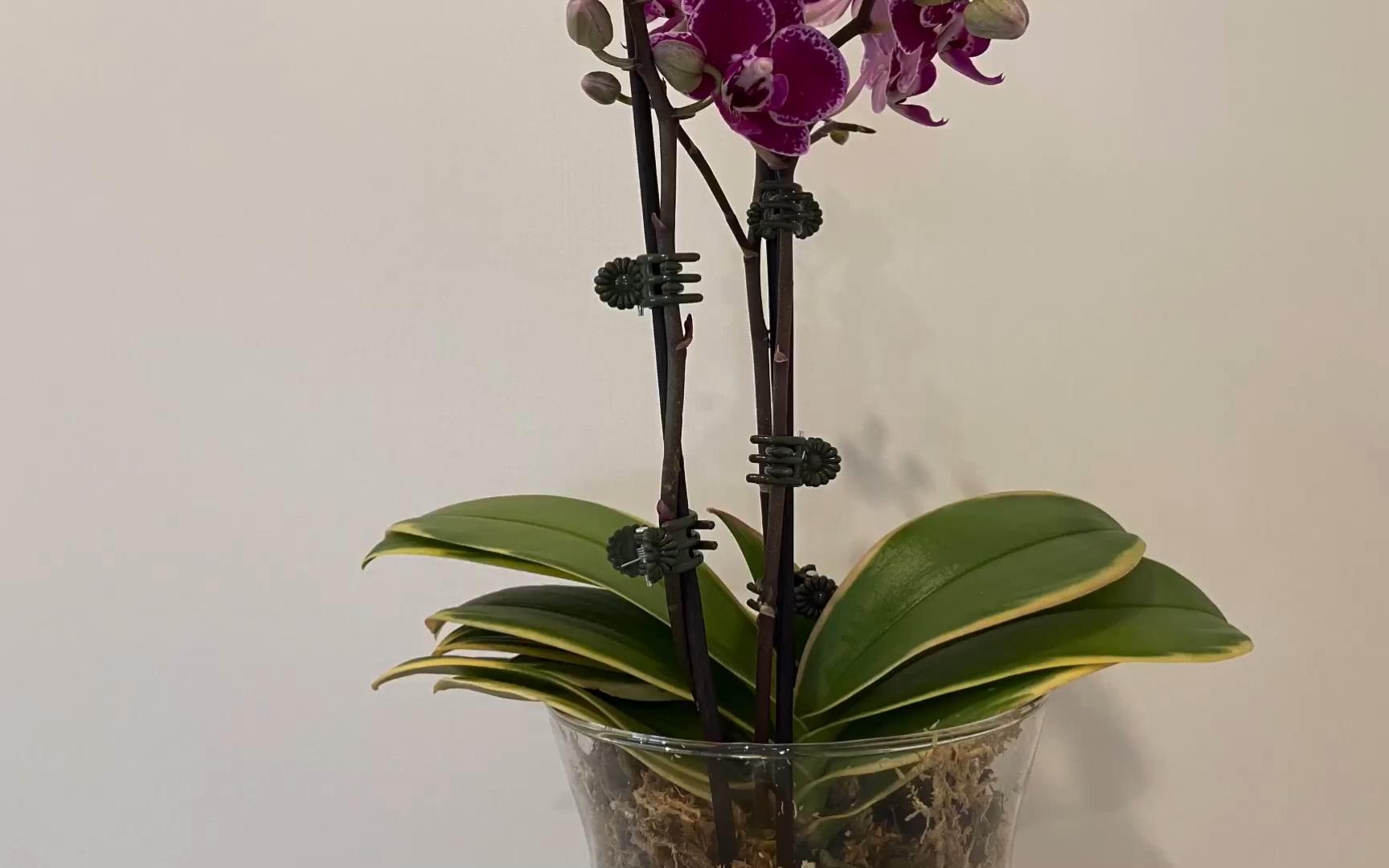 金边蔓越莓蝴蝶兰【兰花词典】Phal. Chia E Yenlin (variegata)哔哩哔哩bilibili