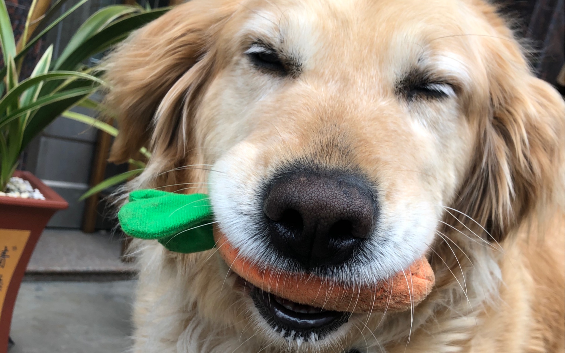 如何遛一只金毛猪