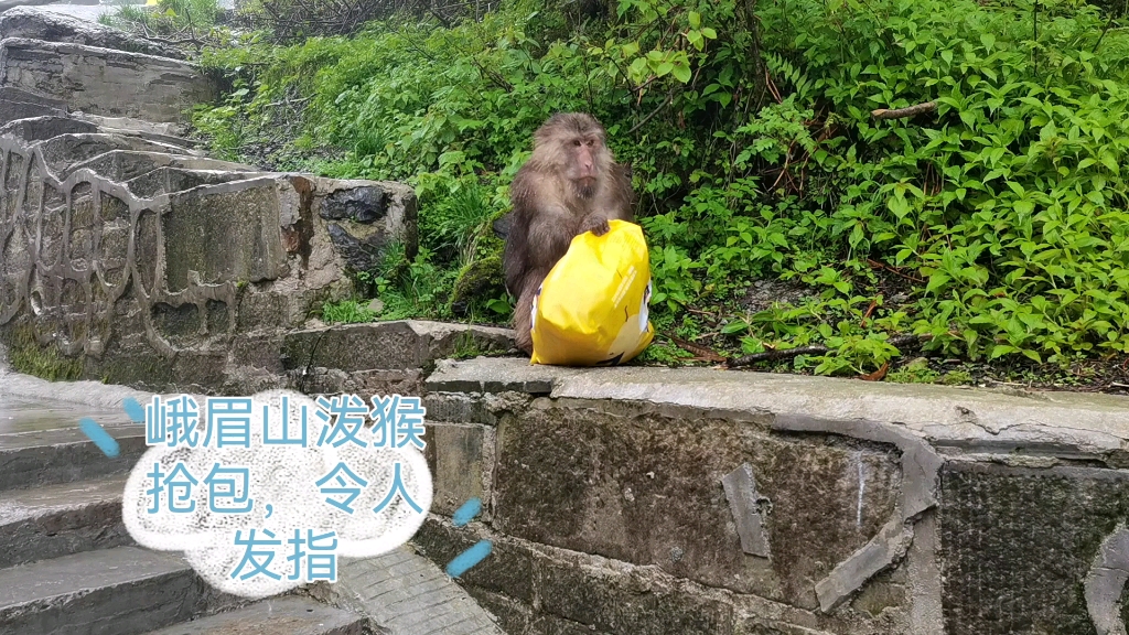 峨眉山泼猴图片