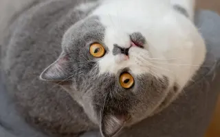 猫豆豆_ 搜索结果_哔哩哔哩_Bilibili