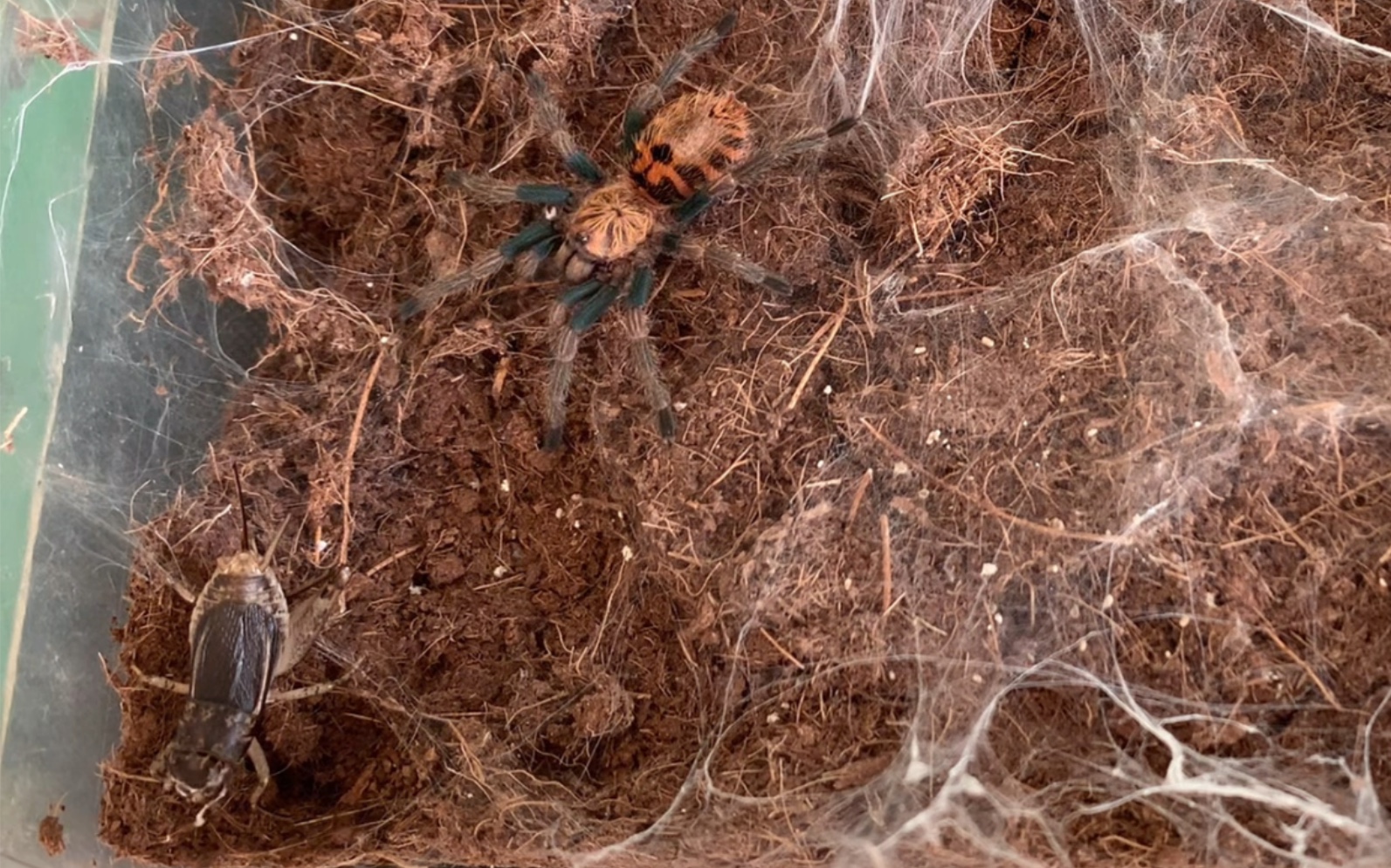 5cm77红绿橙捕鸟蛛捕食蟋蟀