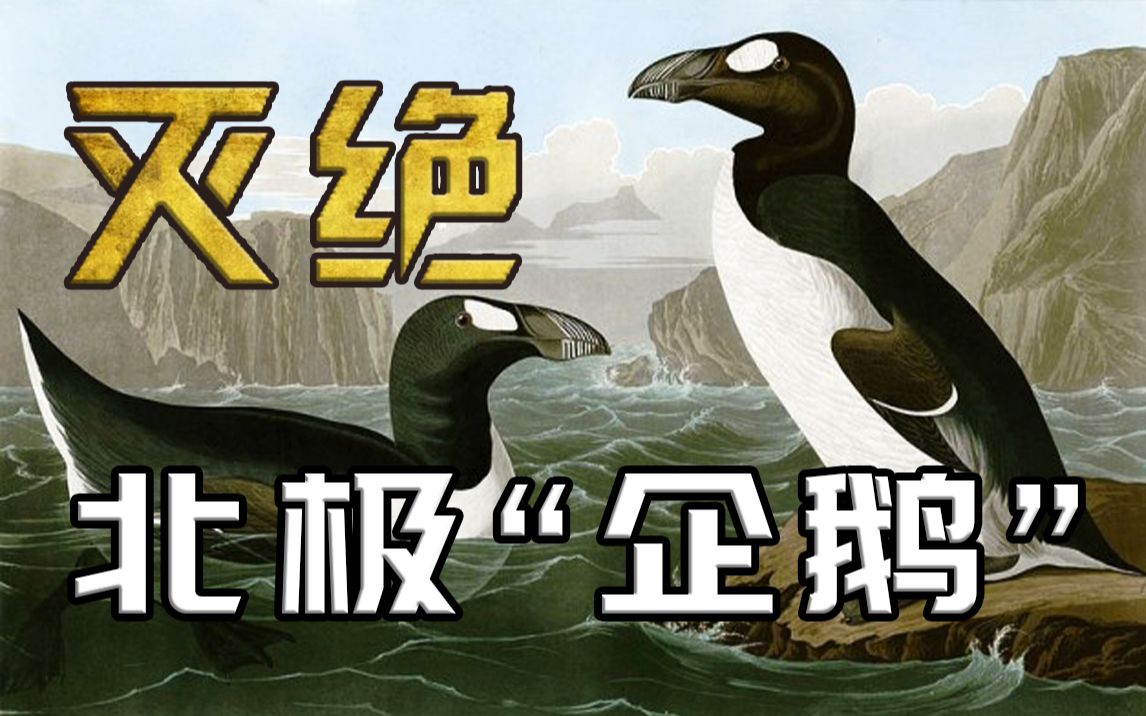 人类如何用300年的时间消灭北极“企鹅”大海雀的?为了保护这个物种反而促成了它们的灭绝!【近代灭绝动物04】哔哩哔哩bilibili