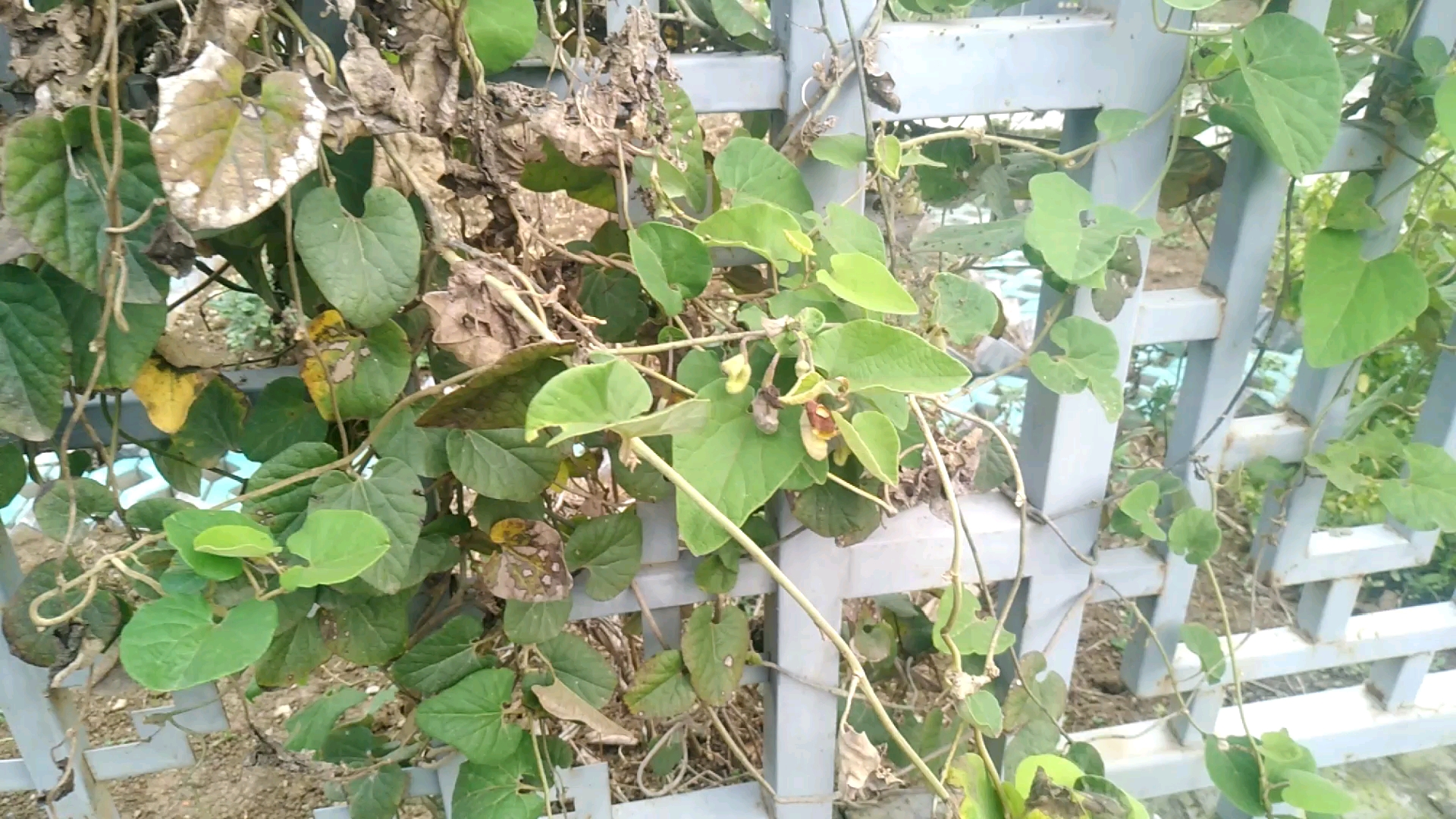 中华麝凤蝶幼虫