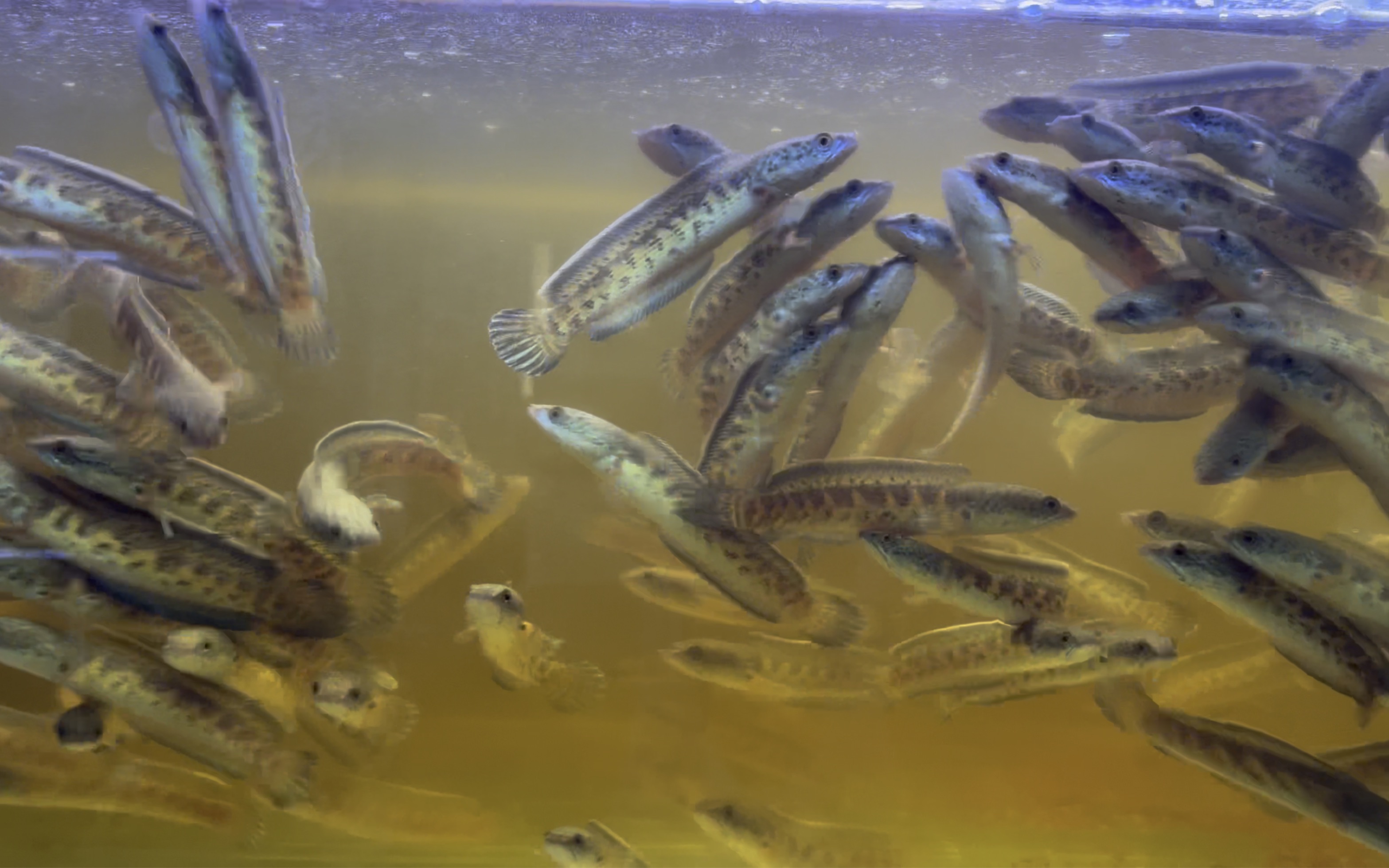 黄金眼镜蛇雷龙,大量,便宜