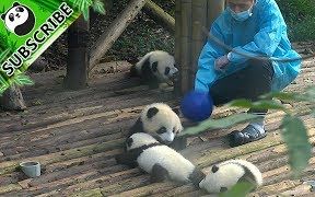 Panda barks like a dog  iPanda哔哩哔哩bilibili