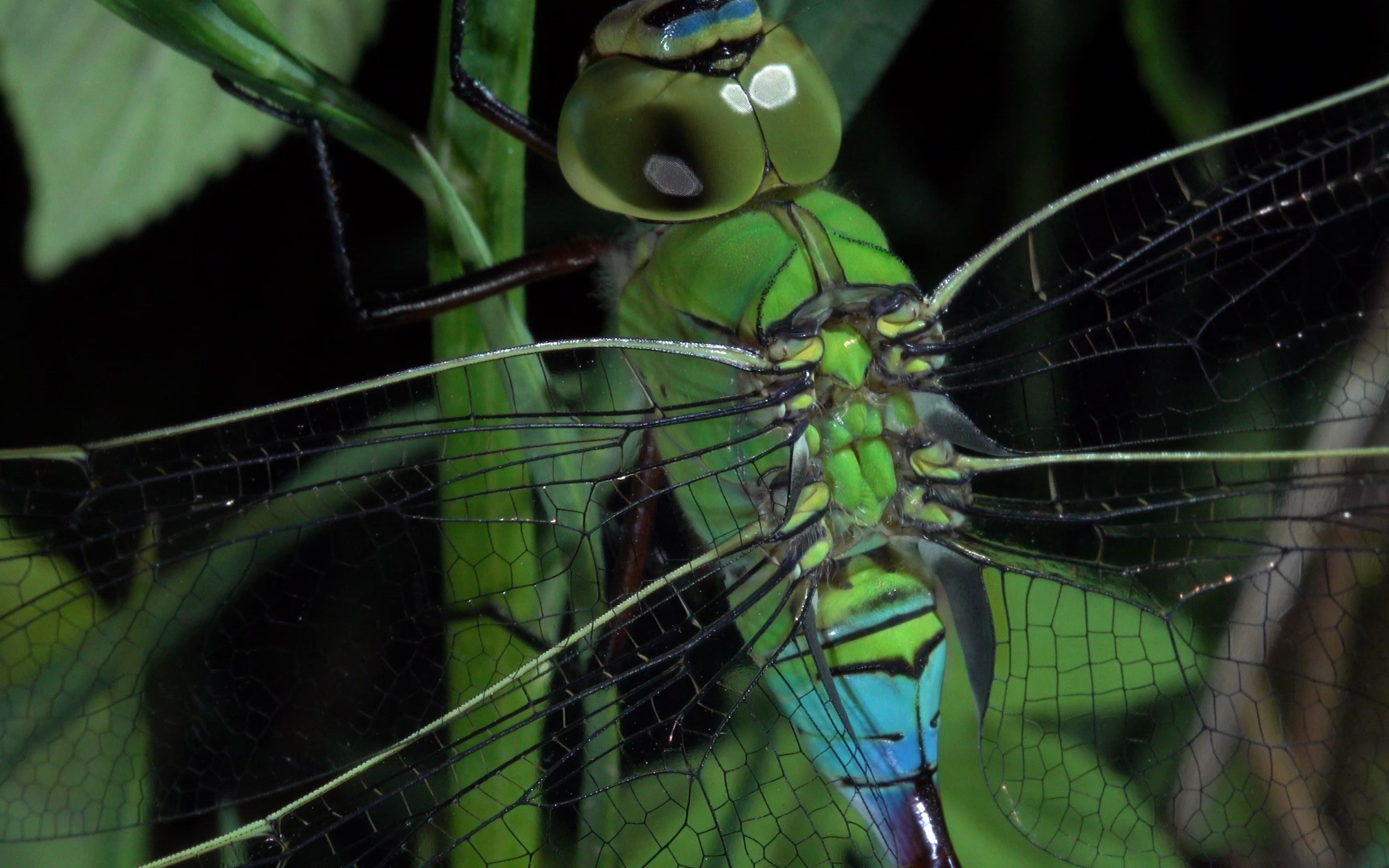 【生物记录/昆虫】碧尾蜓