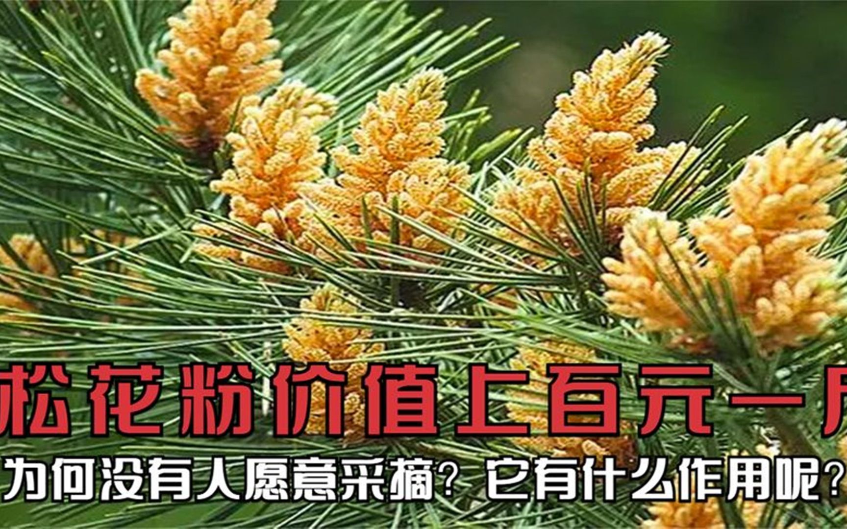 松花粉价值上百元一斤,为何没有人愿意采摘?它有什么作用呢?哔哩哔哩bilibili