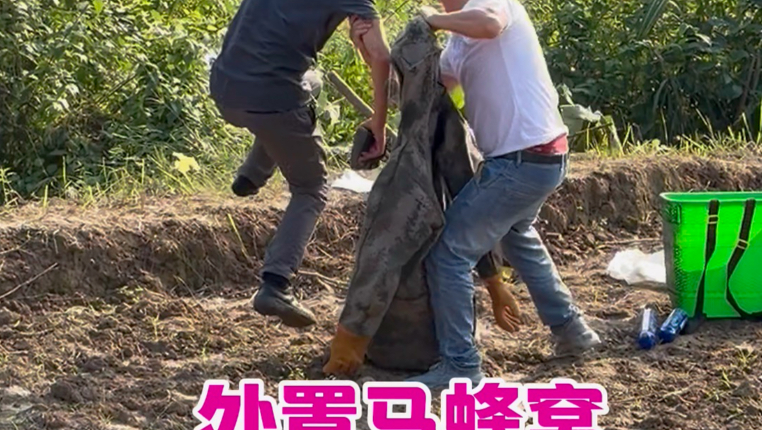 帮群众处置马蜂窝时意外被蛰到跳起来