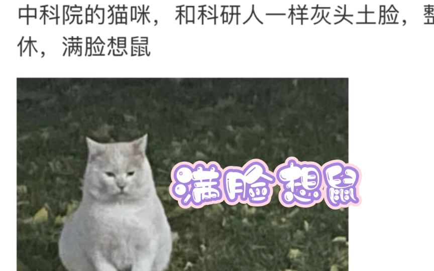 哈哈哈中科院的猫猫都是灰头土脸的吗,听说它投到《猫猫学刊》的论文又被拒了,最近都不会哭了哔哩哔哩bilibili