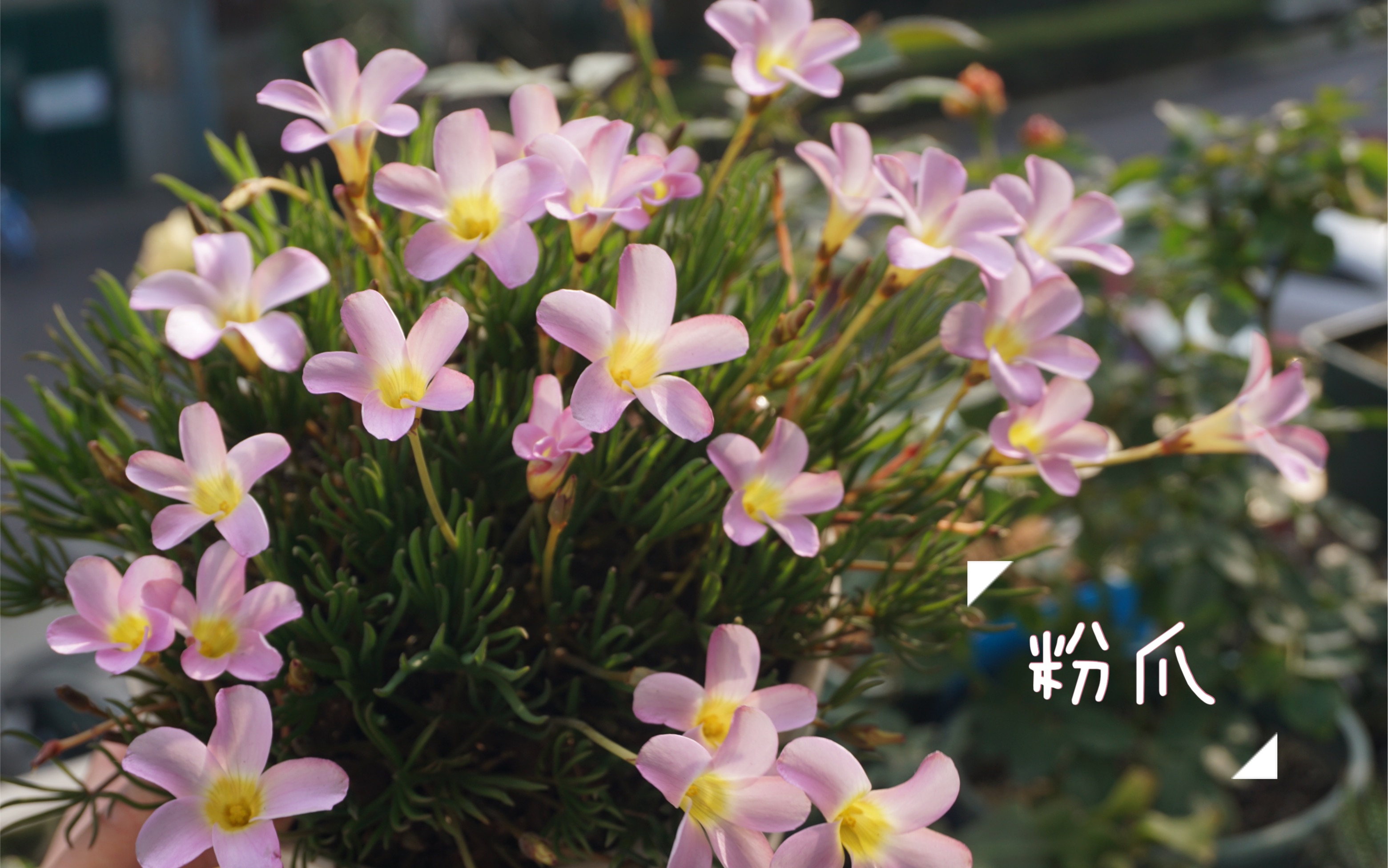 酢浆草粉爪的开花日常