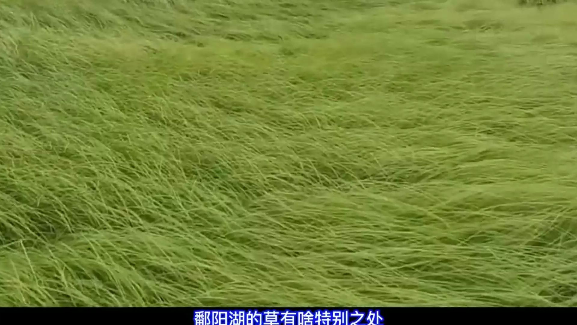 鄱阳湖 #科普一下 #血吸虫 #科普