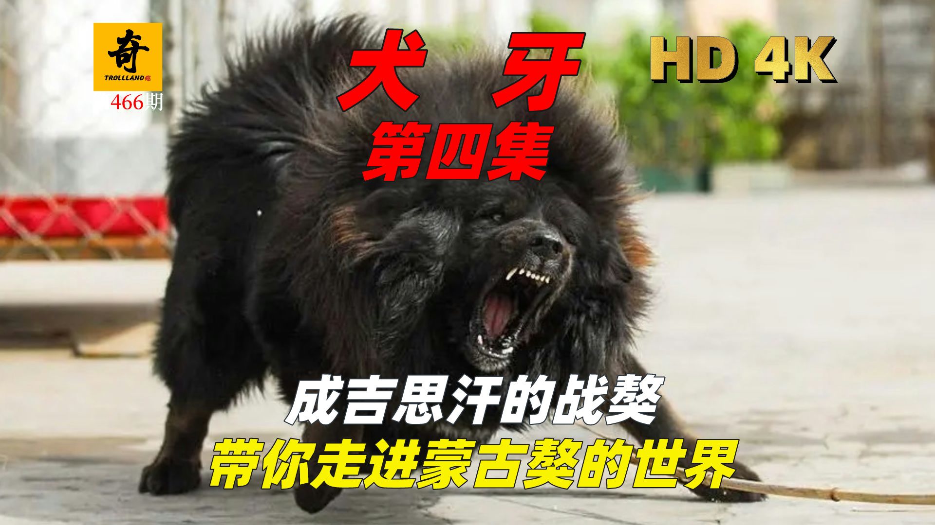 纪录片解说,【犬牙】第四集,比藏獒还凶猛的獒犬,成吉思汗带该犬征战西方,走进蒙古獒的世界哔哩哔哩bilibili