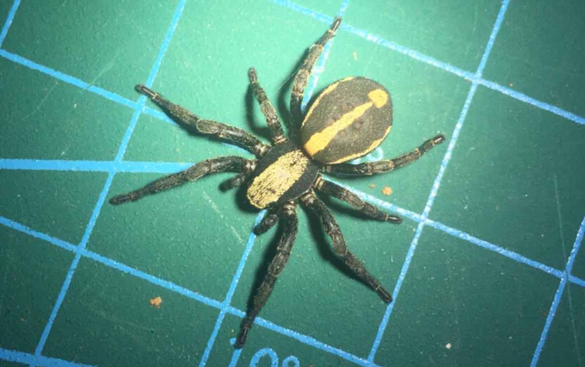 【斯托蛛属】拟平腹蛛科斯托蛛属德江斯托蛛storenomorpha dejiang