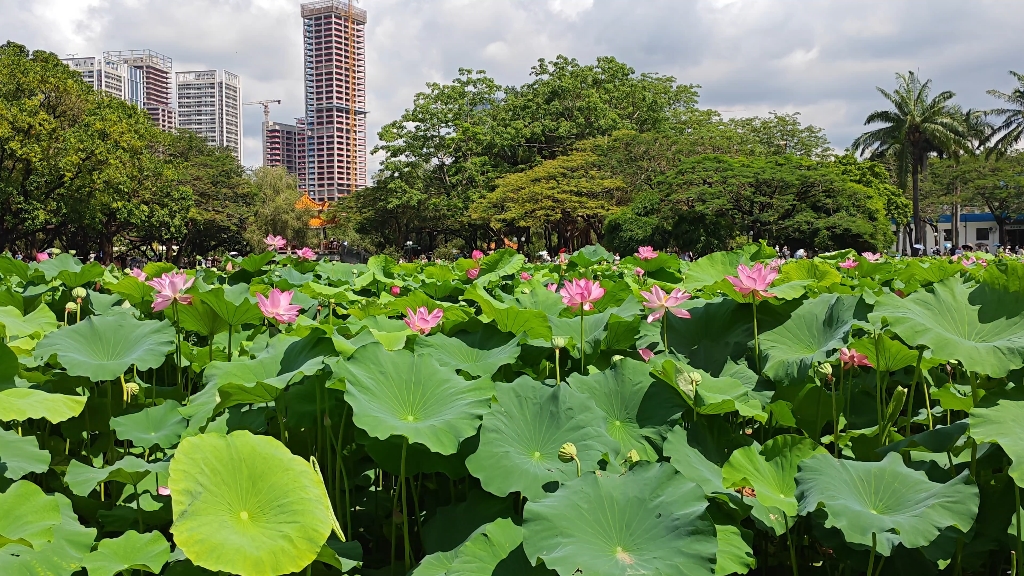 洪湖公园荷花开放啦