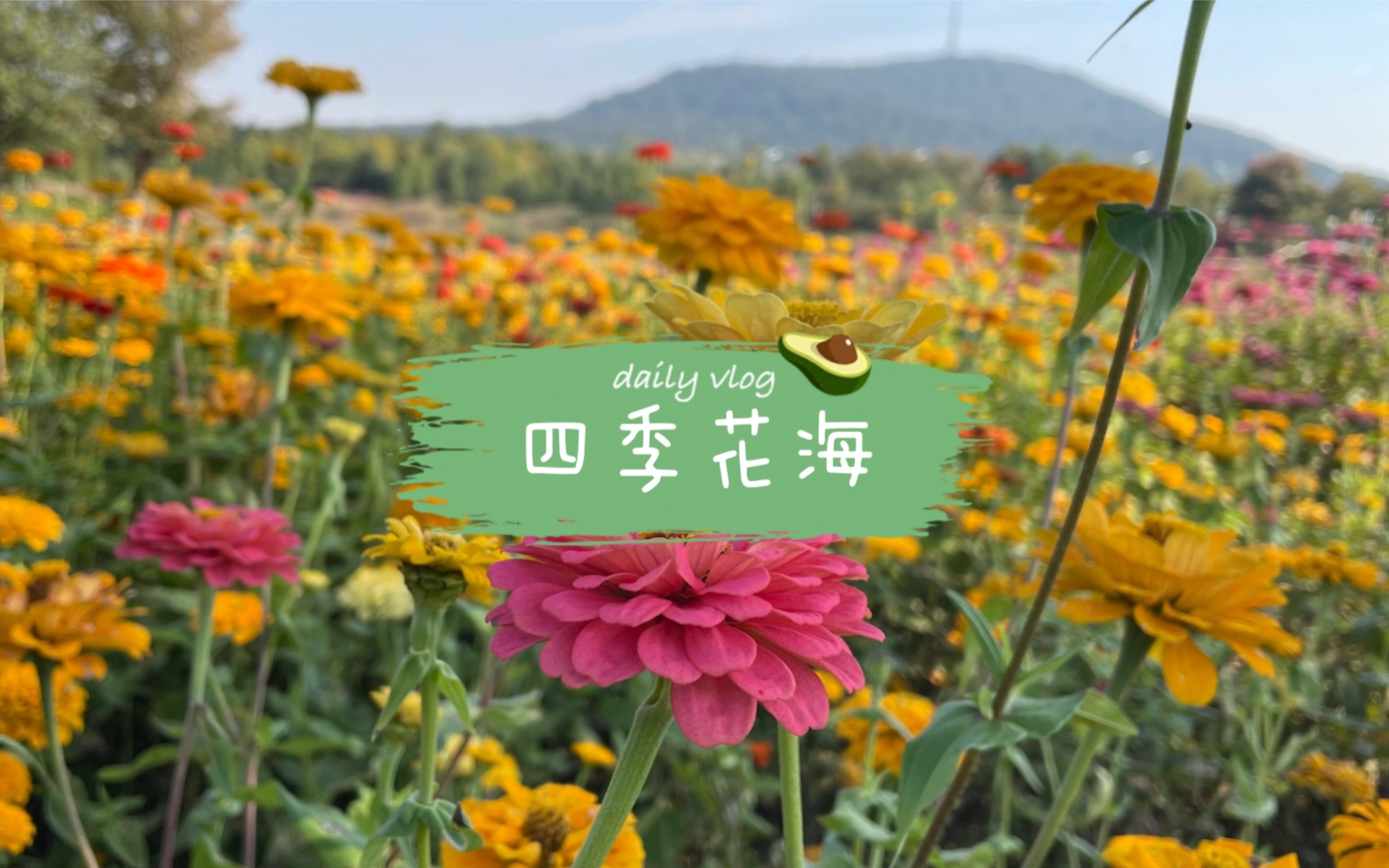 合肥蜀山~四季花海哔哩哔哩bilibili