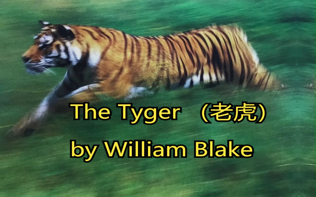 The Tyger by William Blake (老虎 威廉ⷮŠ布莱克)哔哩哔哩bilibili