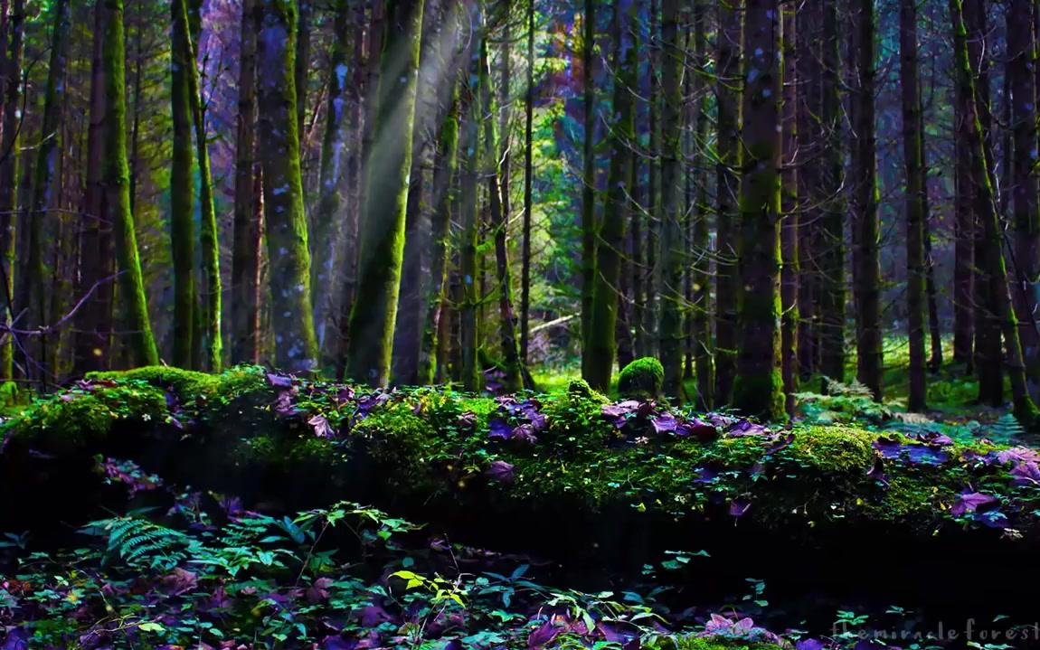 asmr8小时miracleforest冬天之后冰雪开化万物复苏的环境音无人声无