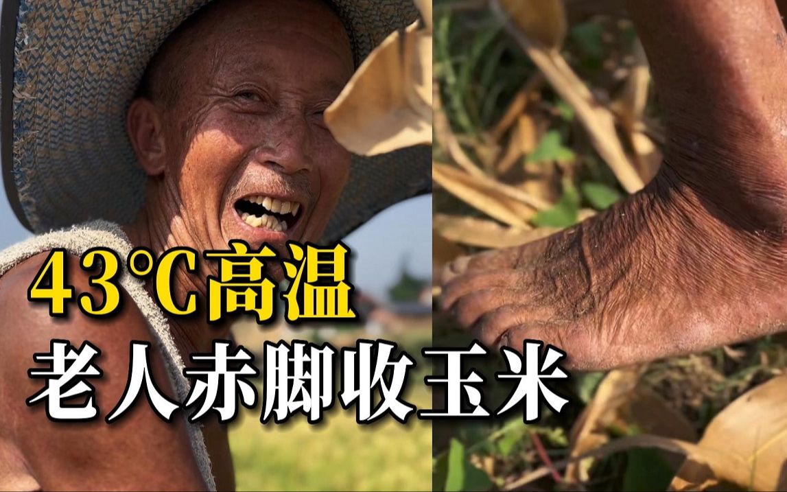 [图]43℃高温，四川老人赤脚收玉米，背篓里没有一颗完好的：一粥一饭，当思来之不易！