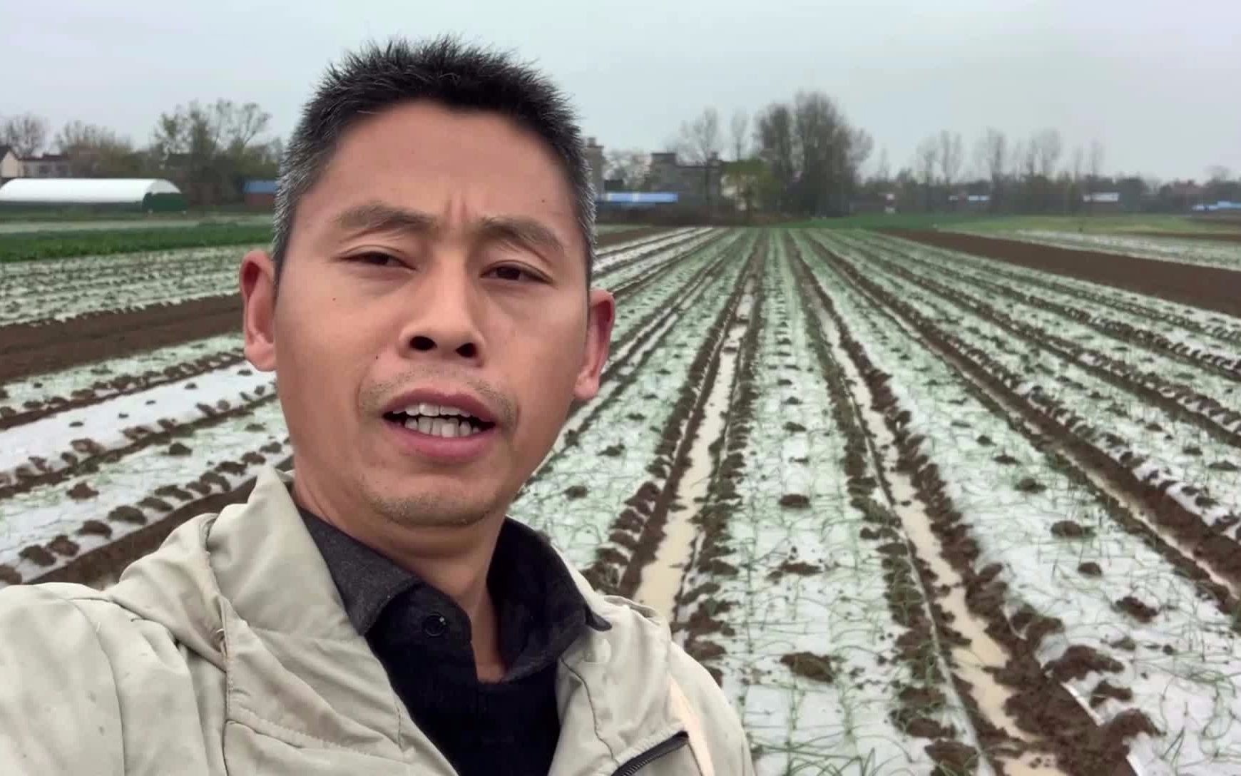 农村小罗家乡洋葱栽完了,农民伯伯放松很多,期待明年大丰收_哔哩哔哩