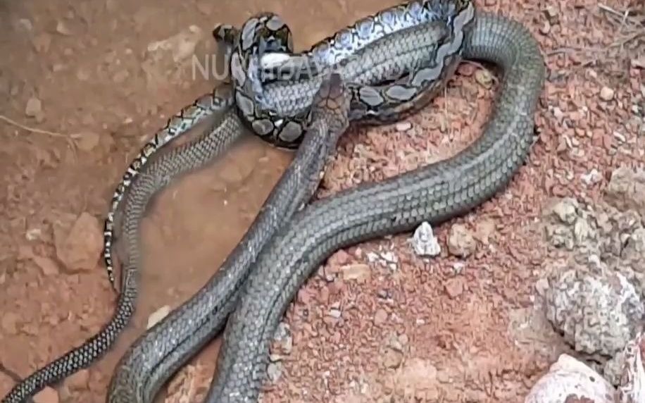 活动作品眼镜王蛇抓住一条网纹蟒结局会怎样