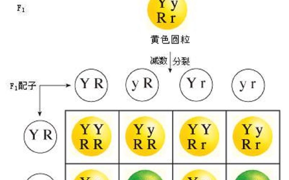 基因自由组合定律9331的变式