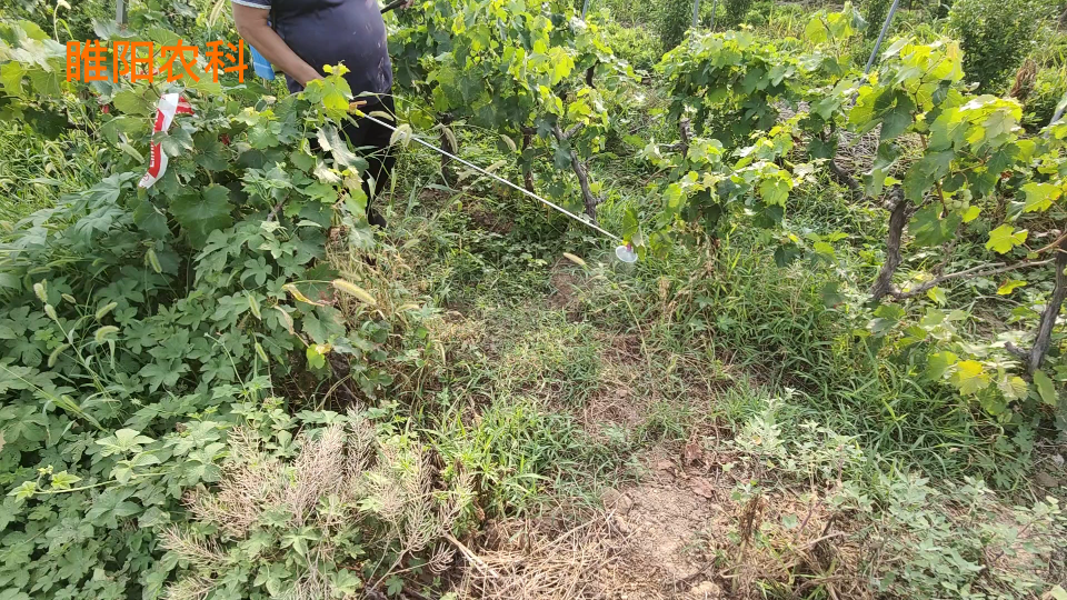 这两个除草剂配方,喷施3天所有杂草死干净,除草干净彻底不反弹哔哩哔哩bilibili