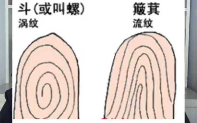 手中斗多的人,小手指越长,科学正实,手掌,手纹,手相.哔哩哔哩bilibili