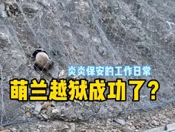 Download Video: 萌兰越狱成功了？