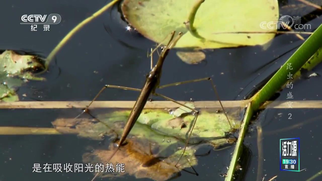 [图]昆虫的盛宴【4集】