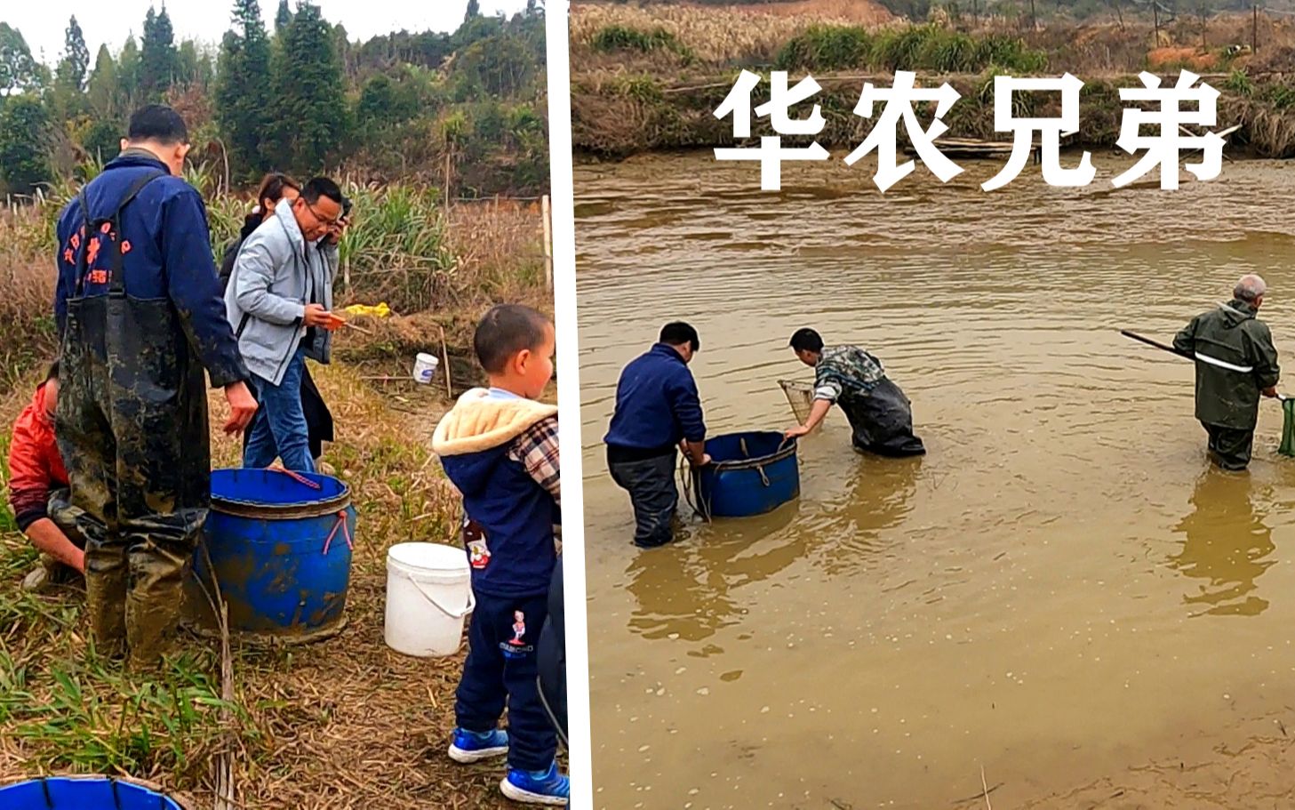 实拍江西赣州鱼塘放水抓鱼,隔壁村华农兄弟也来了,那就一起抓吧哔哩哔哩bilibili