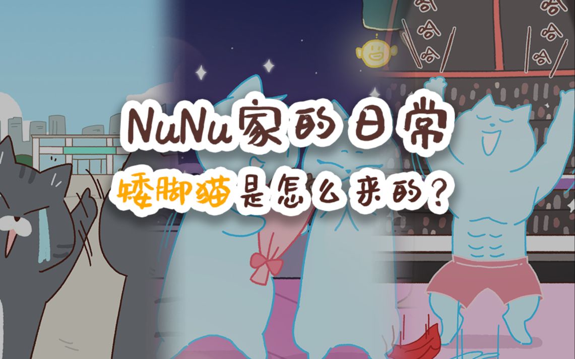 NuNu家的日常 矮脚猫是怎么来的?哔哩哔哩bilibili