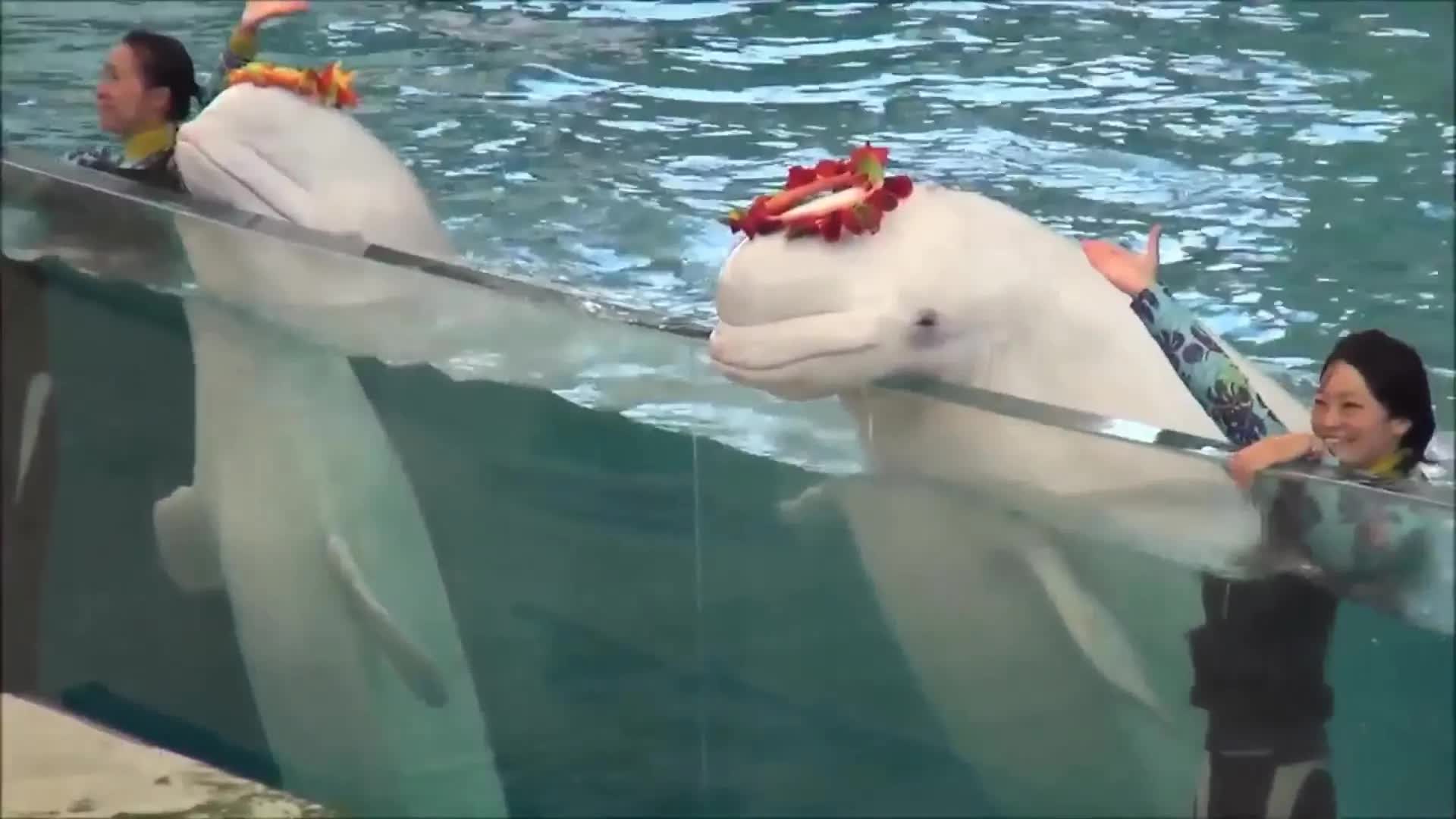 [图]海洋水族馆里的动物们好可爱,特别是白海豚表演,每个动作都很精彩