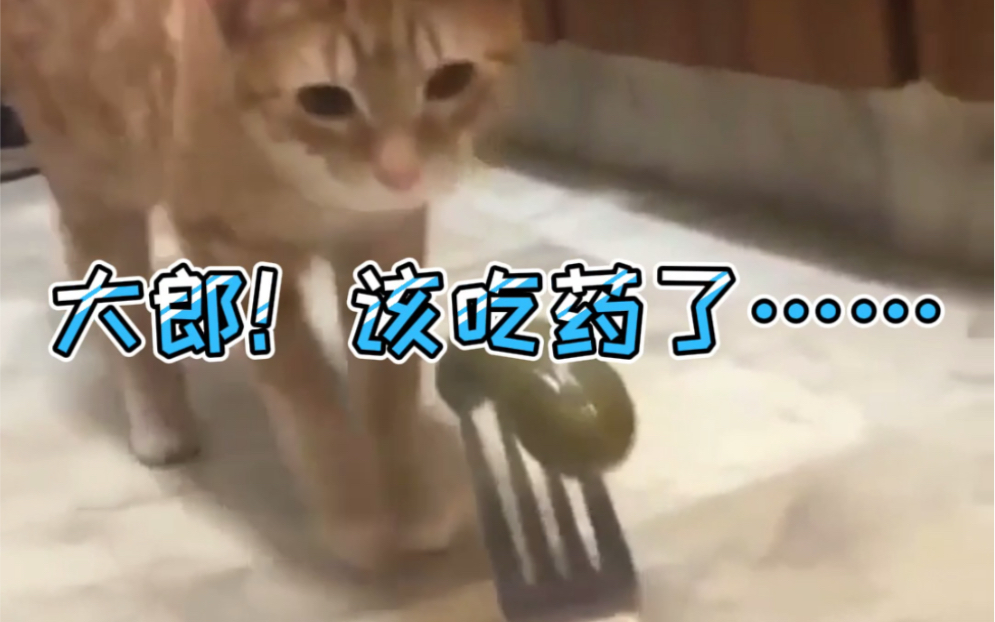 猫咪大郎该吃药了搞笑图片